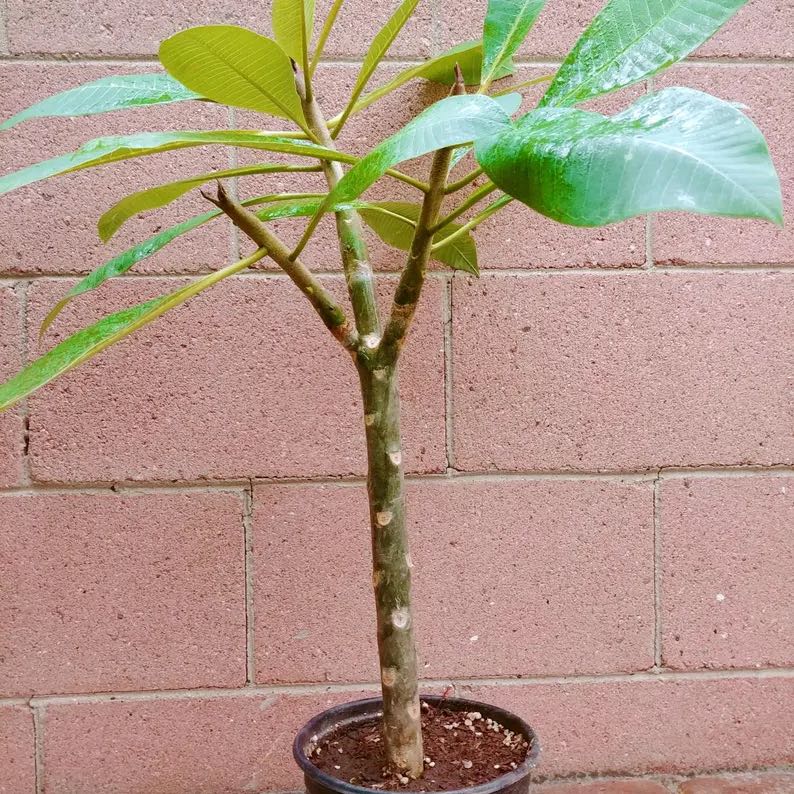 Photo of the plant species Frangipani by @BigWaiuatua98 named Polly on Greg, the plant care app