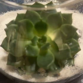 Photo of the plant species Elfstone by @ValiantWaxivy91 named Fernie Mac on Greg, the plant care app