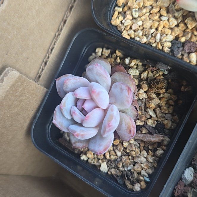 Photo of the plant species Snow Angel by @BeamingViszsla named E M on Greg, the plant care app