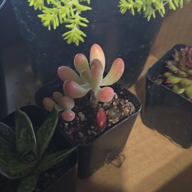 Photo of the plant species Sedum pachyphyllum 'Salsa' by @BeamingViszsla named S p on Greg, the plant care app