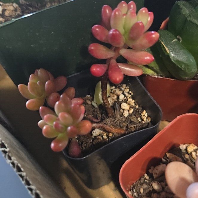 Photo of the plant species Jelly Bean Plant by @BeamingViszsla named J on Greg, the plant care app