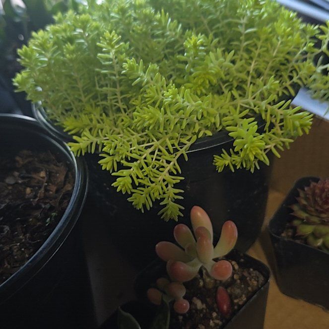 Photo of the plant species Tokyo Sun Stonecrop by @BeamingViszsla named S tss on Greg, the plant care app