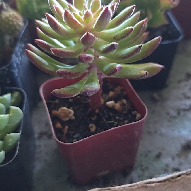 Photo of the plant species Echeveria Spruce Oliver by @BeamingViszsla named Hamilton on Greg, the plant care app