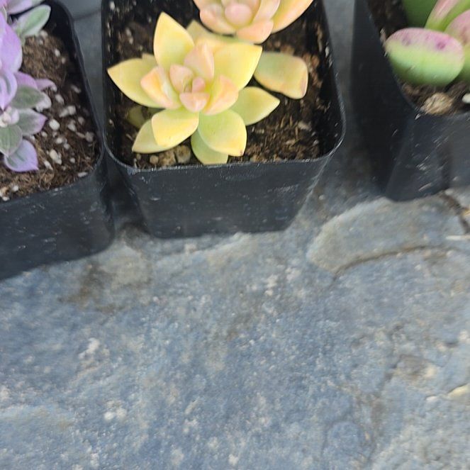 Photo of the plant species Variegated Ghost Plant by @BeamingViszsla named G p v on Greg, the plant care app