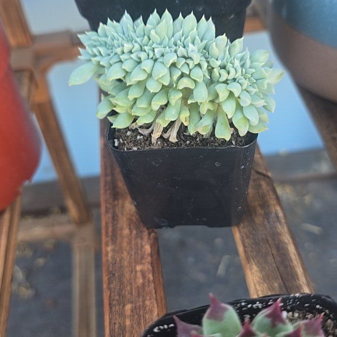 Photo of the plant species Elegance Hybrid by @BeamingViszsla named E c on Greg, the plant care app