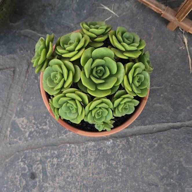 Photo of the plant species Aeonium 'Lily Pad' by @BeamingViszsla named A l on Greg, the plant care app