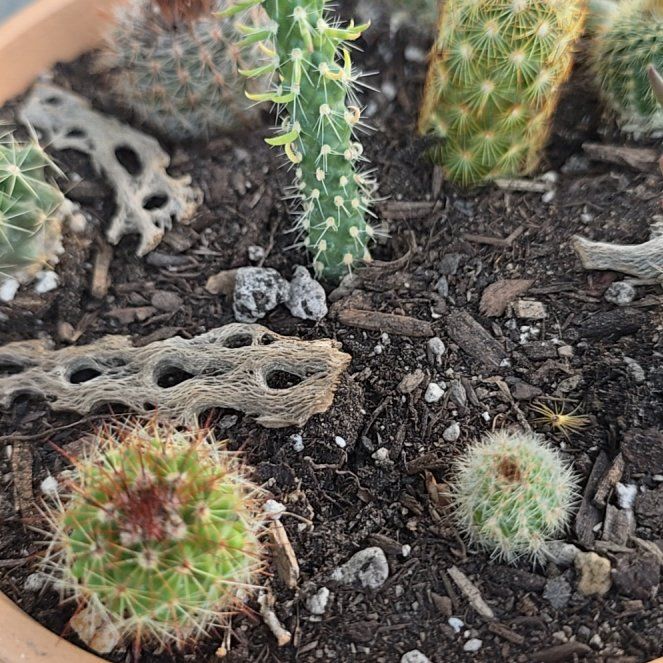 Photo of the plant species Variegated Eve's Needle by @BeamingViszsla named Queen on Greg, the plant care app