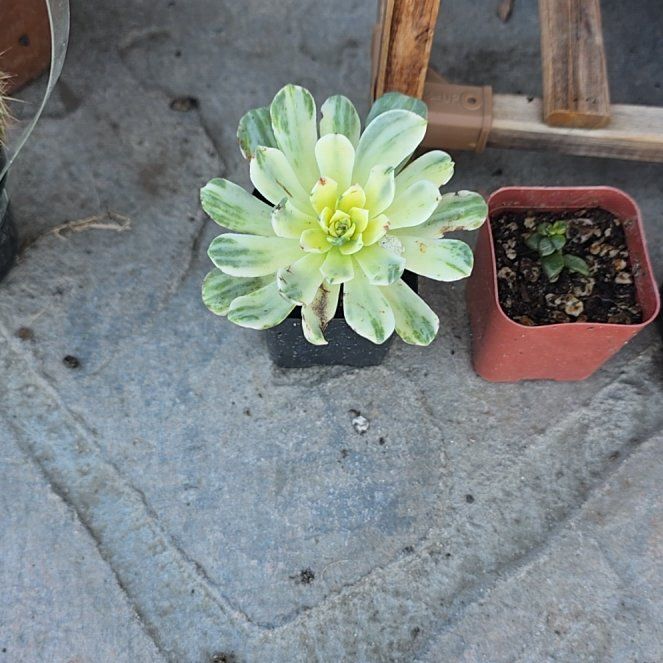 Photo of the plant species Aeonium castello-paivae variegata 'Suncup' by @BeamingViszsla named Curie on Greg, the plant care app