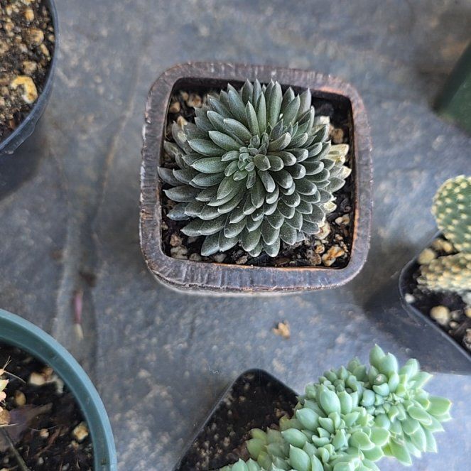 Photo of the plant species Chinese Jade by @BeamingViszsla named Orwell on Greg, the plant care app