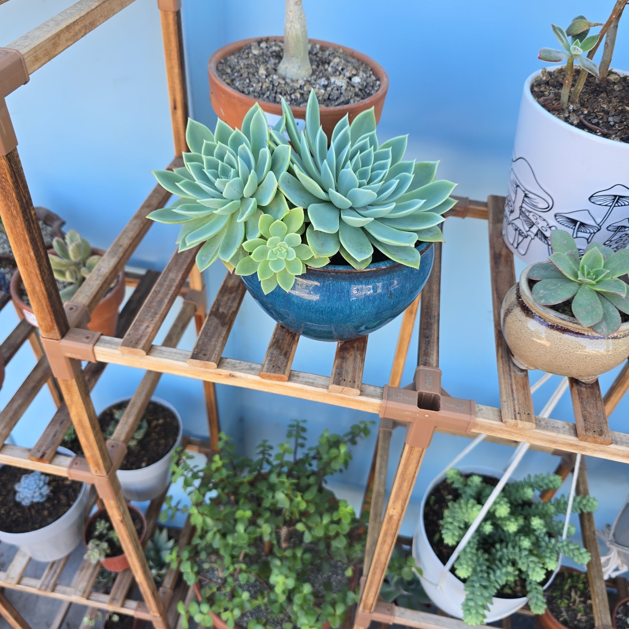 Photo of the plant species Echeveria 'Fleur Blanc' by @BeamingViszsla named E fb on Greg, the plant care app