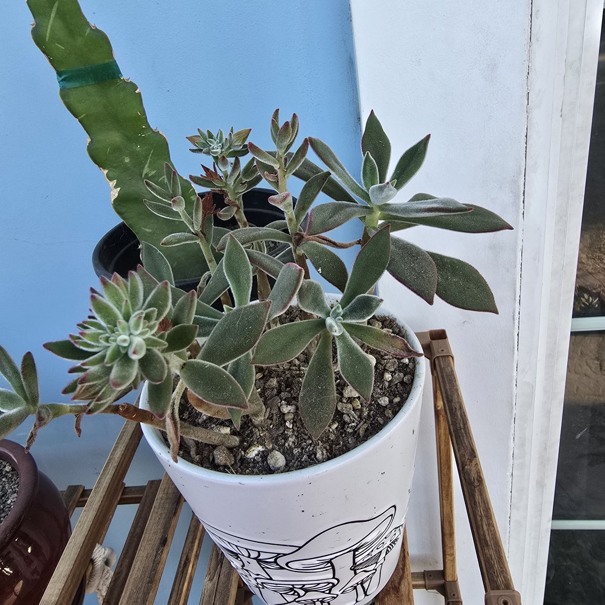 Photo of the plant species Ruby Slippers Echeveria by @BeamingViszsla named E rs on Greg, the plant care app