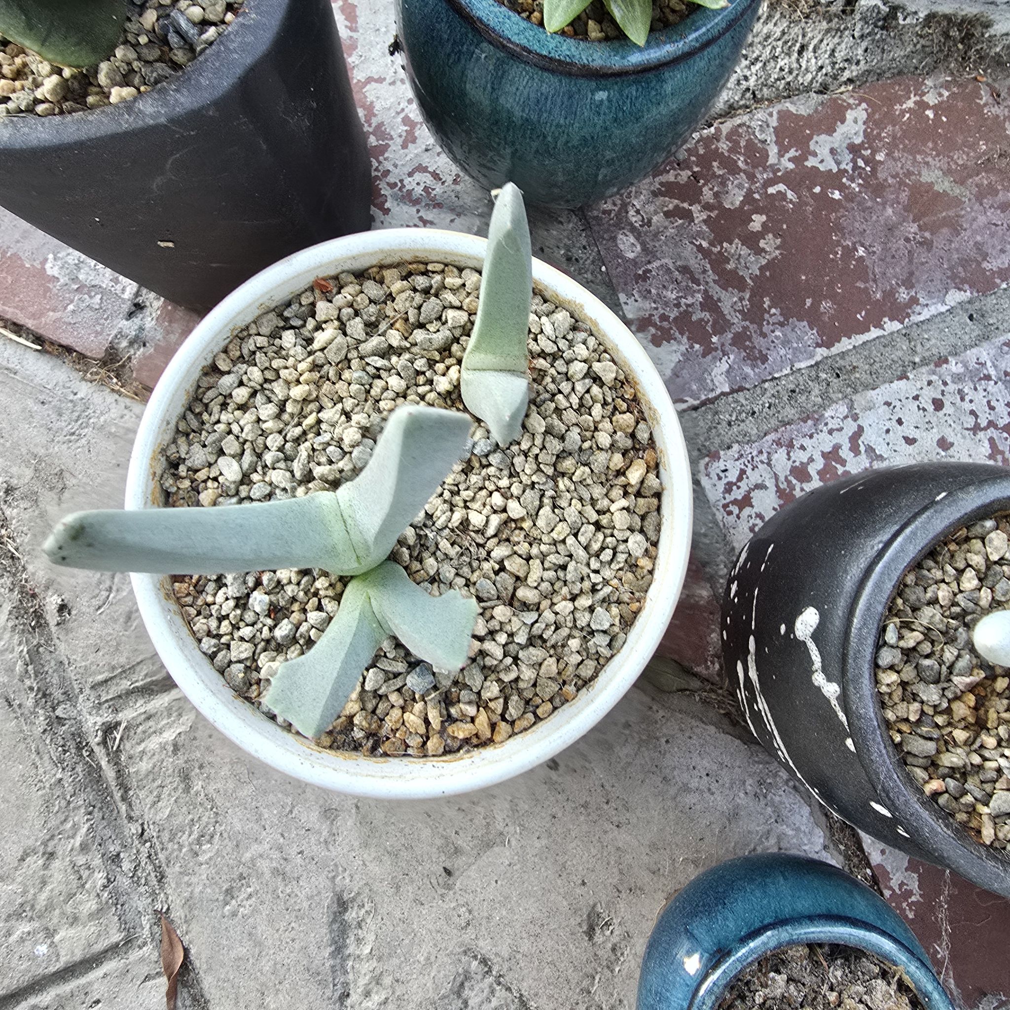 Photo of the plant species Lobster Claws by @BeamingViszsla named C d on Greg, the plant care app