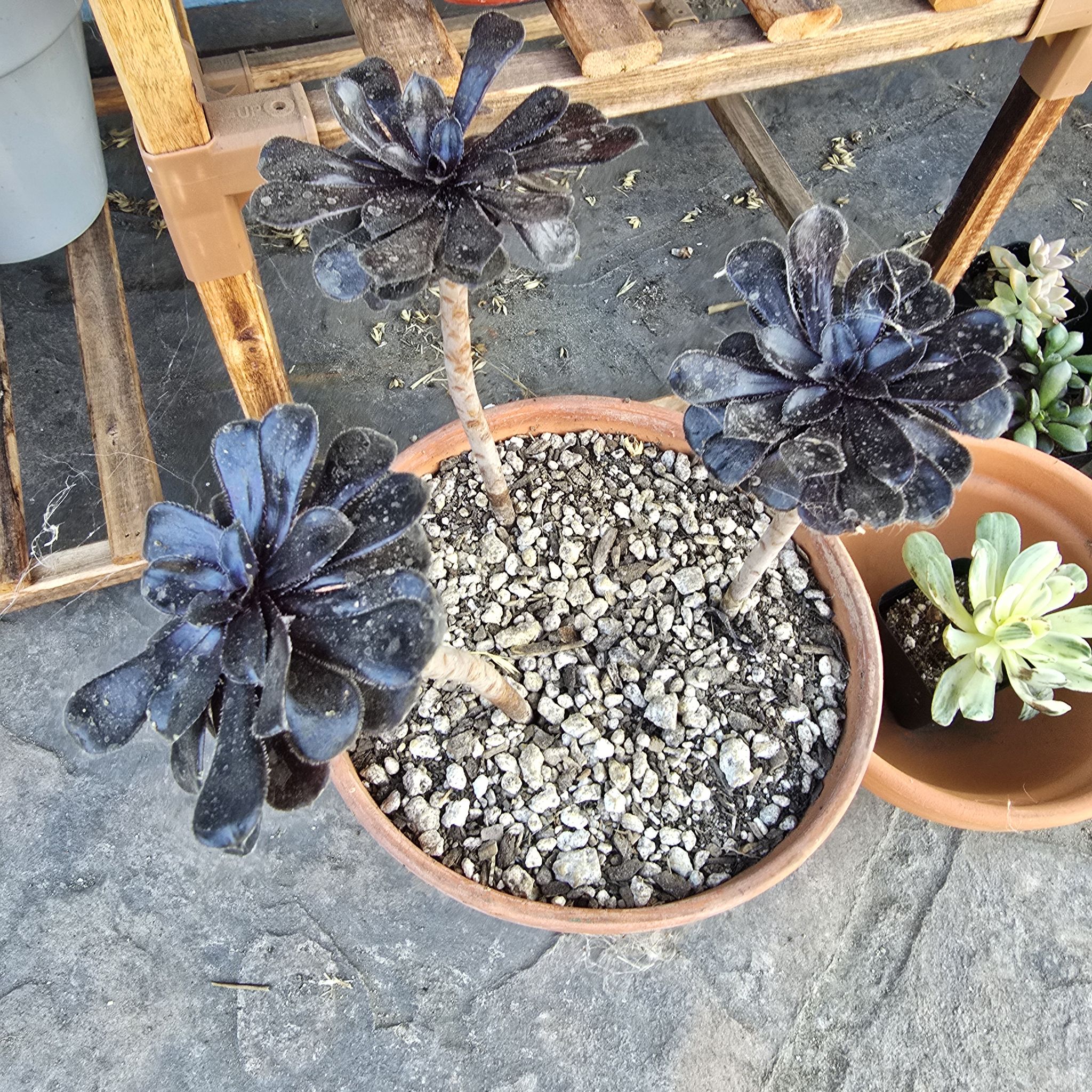 Photo of the plant species Purple Rose by @BeamingViszsla named A a on Greg, the plant care app