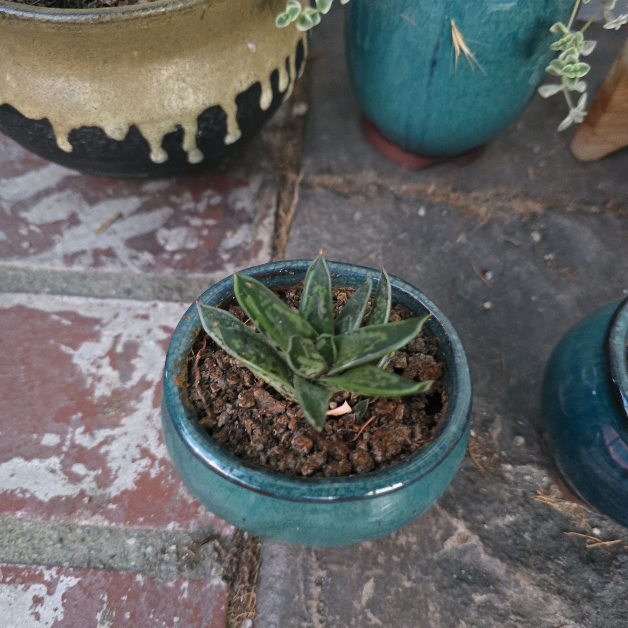 Photo of the plant species Dwarf Gasteria by @BeamingViszsla named G on Greg, the plant care app
