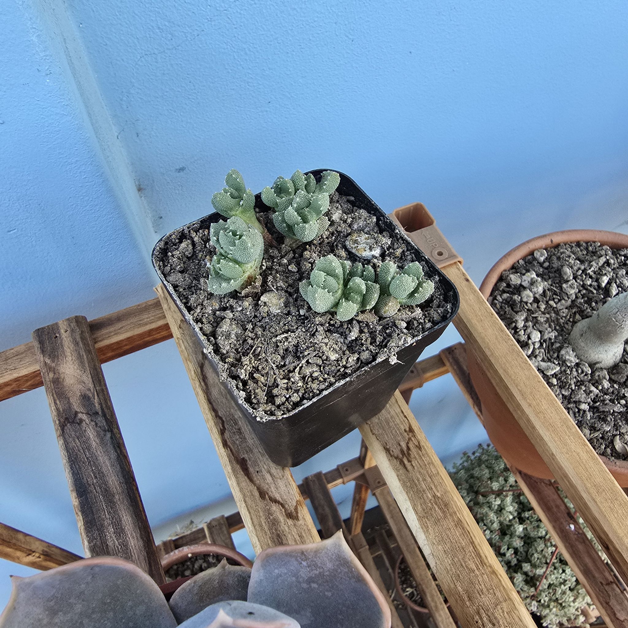Photo of the plant species Musteline Stomatium by @BeamingViszsla named S m on Greg, the plant care app