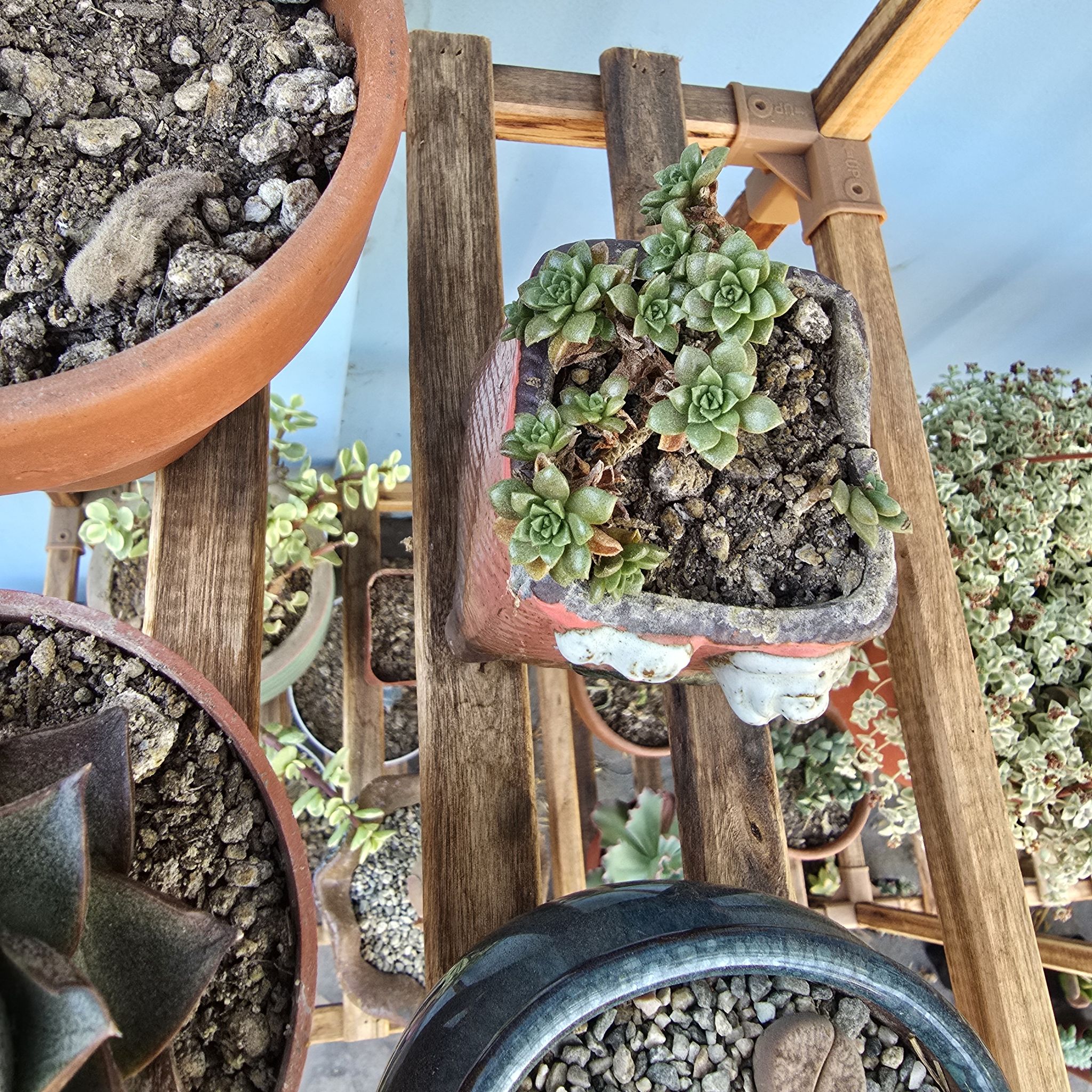 Photo of the plant species Cremnosedum 'Little Gem' by @BeamingViszsla named C L G on Greg, the plant care app