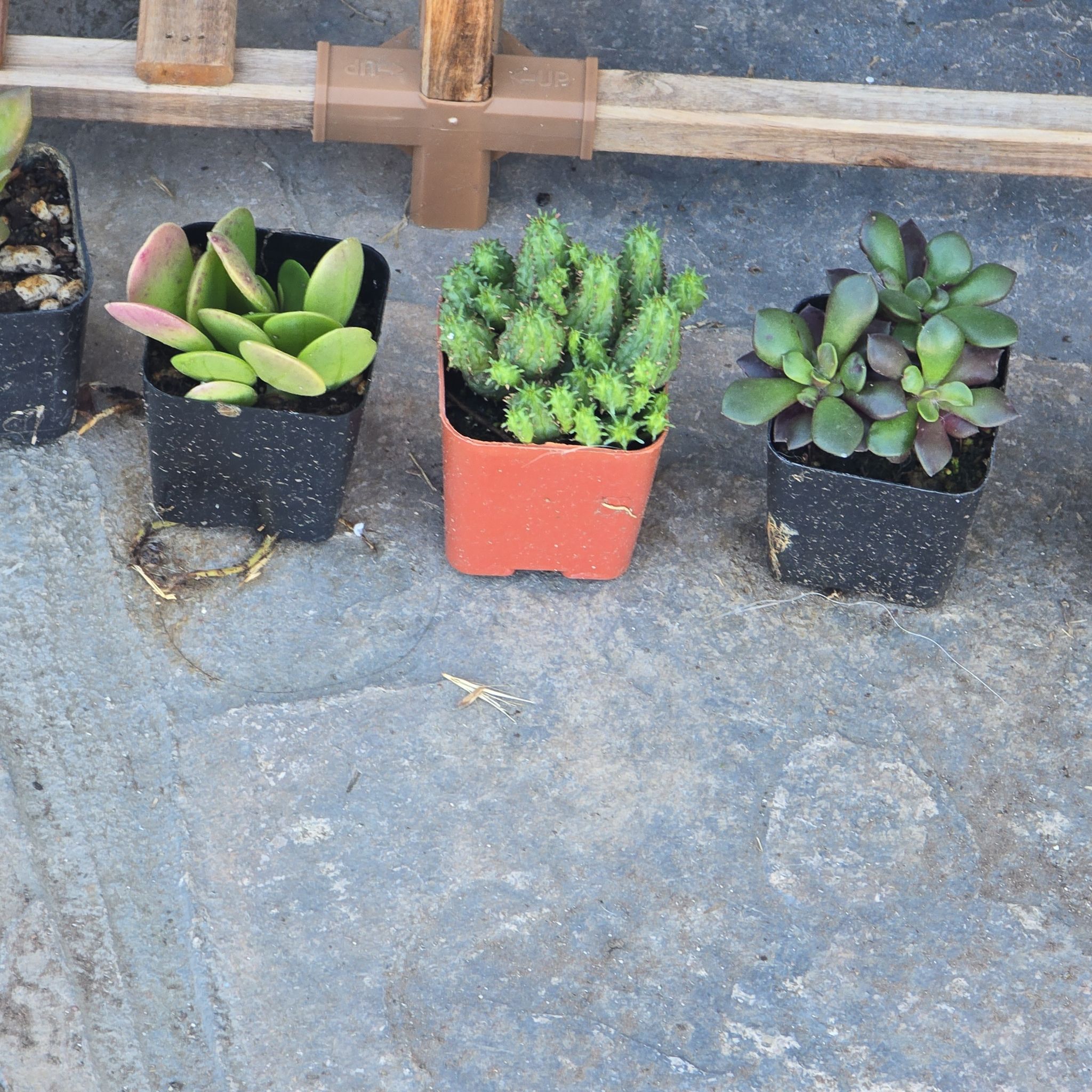 Photo of the plant species Euphorbia monstrose by @BeamingViszsla named E s on Greg, the plant care app