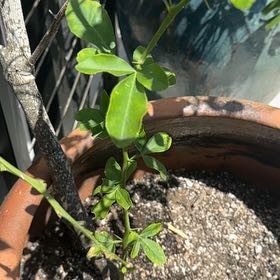 Photo of the plant species Ponderosa Lemon by @AwaitedLemon3 named ChloroPhil on Greg, the plant care app