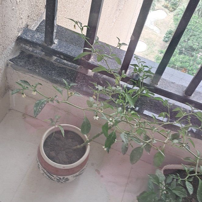 Photo of the plant species Red Chilli by @DeluxeAjídulce named Ziack on Greg, the plant care app