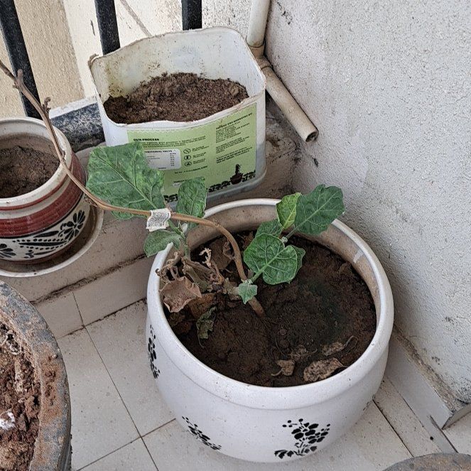 Photo of the plant species Eggplant by @DeluxeAjídulce named Willow on Greg, the plant care app