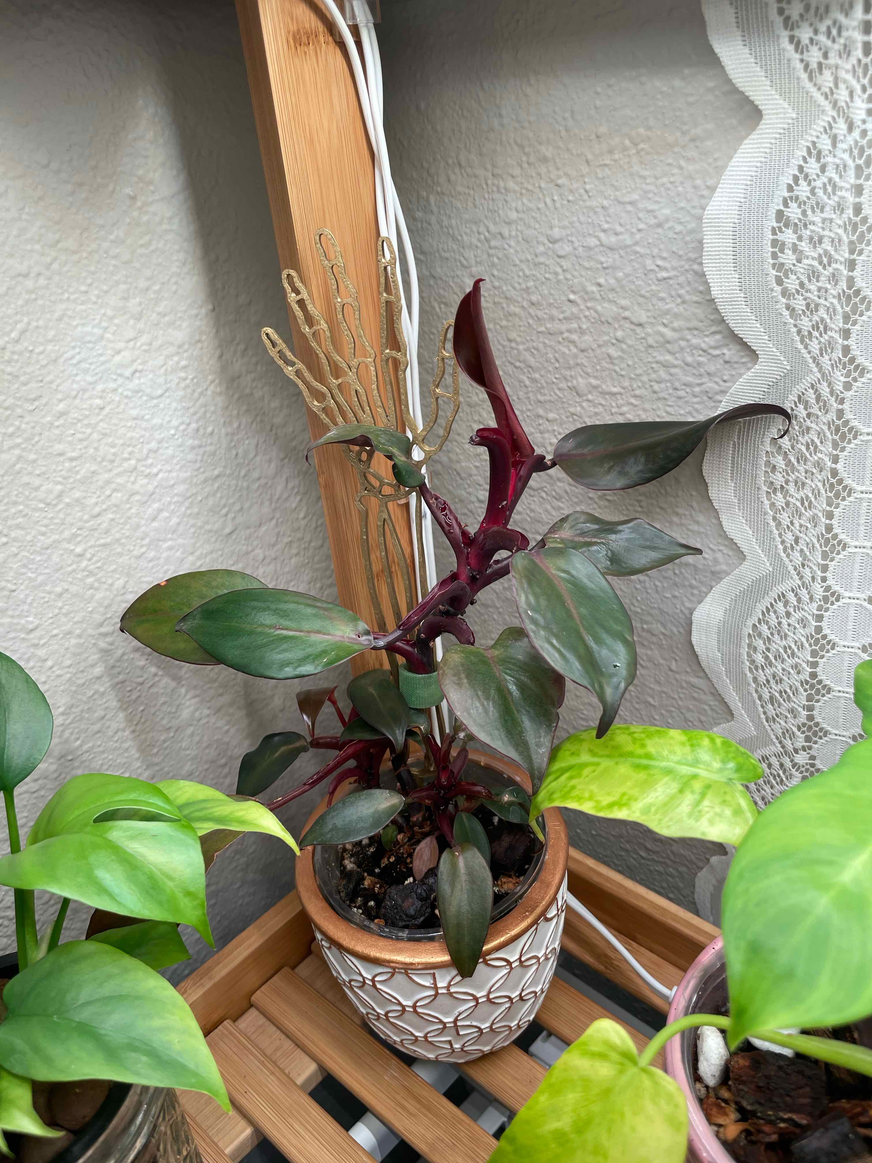Photo of the plant species Philodendron Royal Queen by @Sqmm named Queen P on Greg, the plant care app