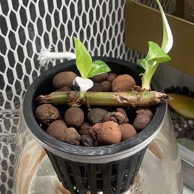 Photo of the plant species philodendron white princess by @Sqmm named Princesa Pasajera on Greg, the plant care app