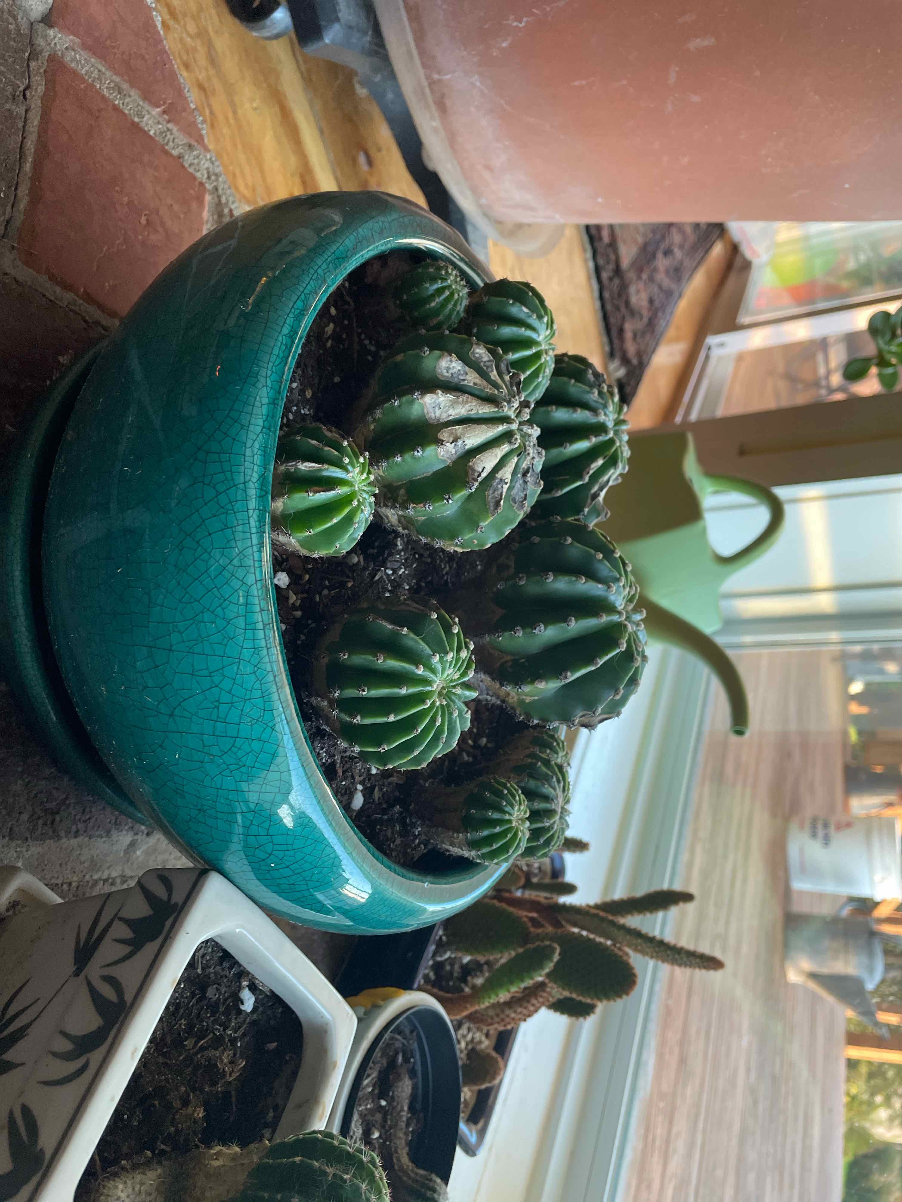 Blue Barrel Cactus in a blue pot with visible soil, well-framed and in focus.