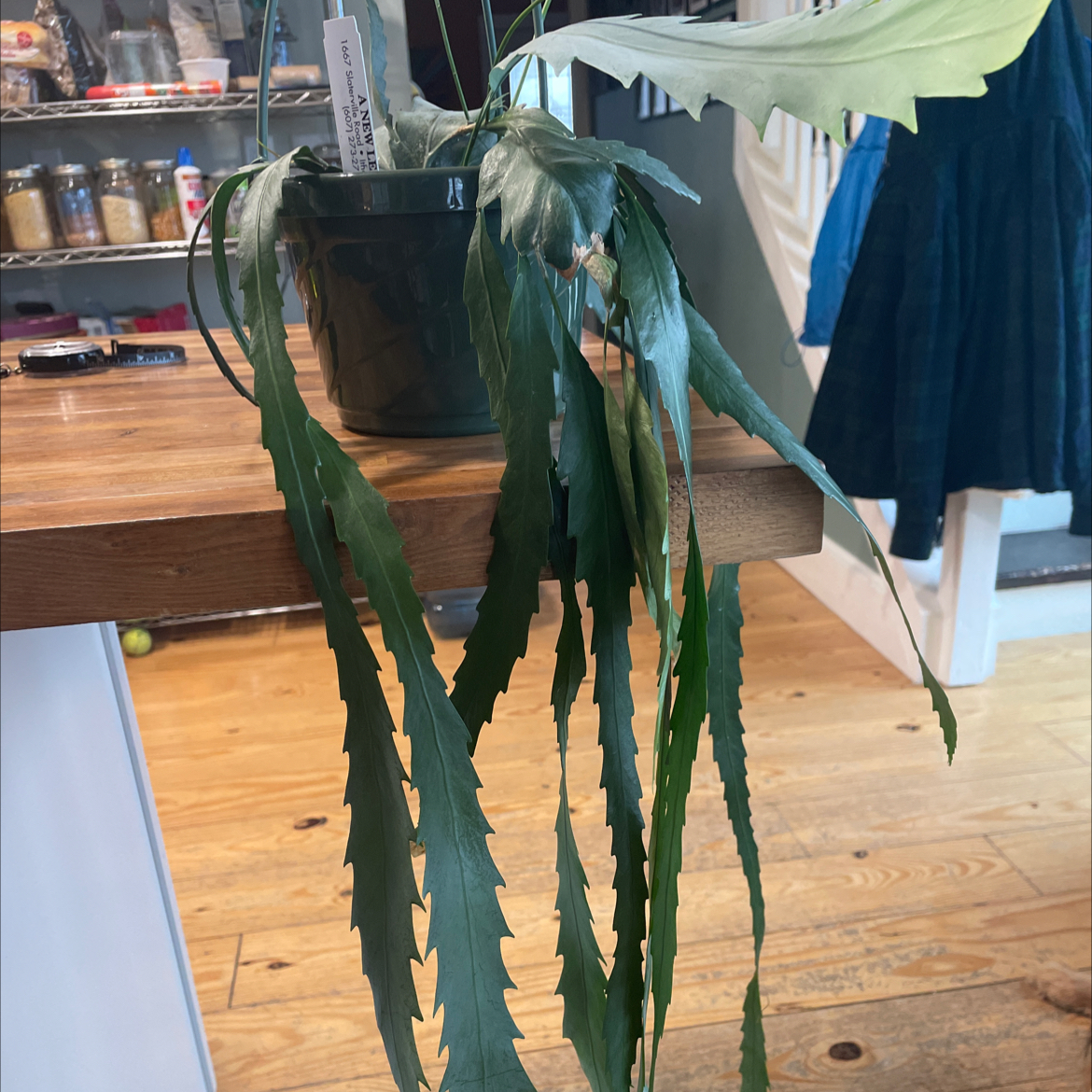 Photo of the plant species Snowdrop Cactus by @Nikkispalnts17 named Remington on Greg, the plant care app
