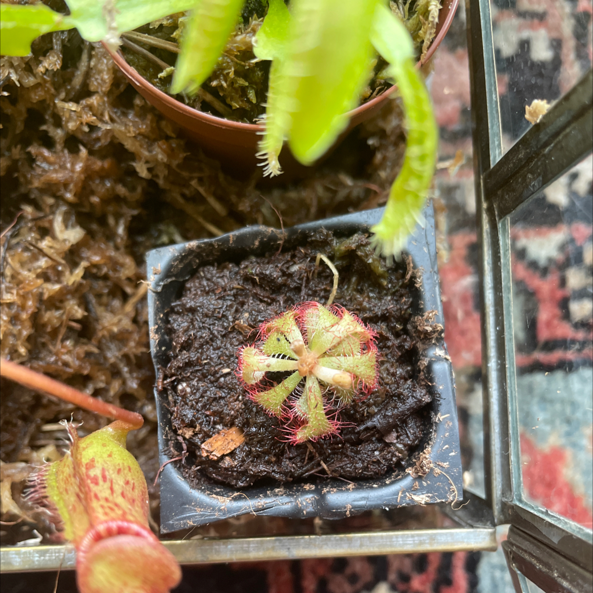 Spoon-Leaved Sundew plant in a pot with visible soil, appears healthy.
