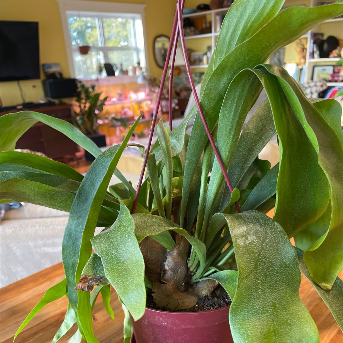 Photo of the plant species Silver Staghorn Fern Plant by @Nikkispalnts17 named Elk on Greg, the plant care app