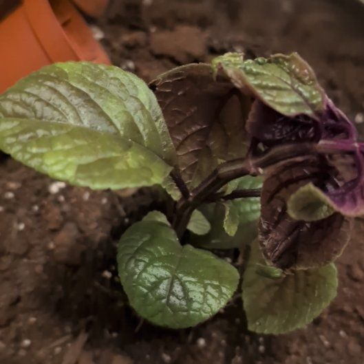 Photo of the plant species Purple Swedish Ivy by @FacileMakole93 named Robert Plant on Greg, the plant care app