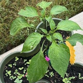 Photo of the plant species Giant Jalapeno Pepper by @GoldCashew81 named Doja Cat on Greg, the plant care app