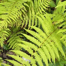 Photo of the plant species Male-Fern by @VipSkypilot12 named Hemingway on Greg, the plant care app
