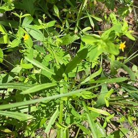 Photo of the plant species Mississippi Loosestrife by @VipSkypilot12 named Eva on Greg, the plant care app