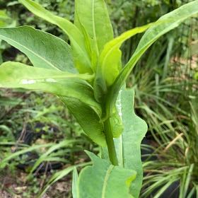 Photo of the plant species Cup Plant by @VipSkypilot12 named Mando on Greg, the plant care app