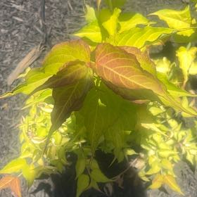 Photo of the plant species Himalayan Honeysuckle 'Lydia' by @ResoluteKoa79 named Dolores on Greg, the plant care app