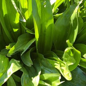 Photo of the plant species Autumn Crocus by @SassafrasSaff named Elle on Greg, the plant care app