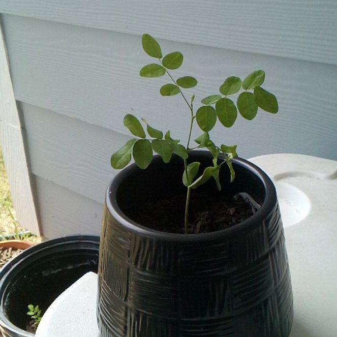 Photo of the plant species Sophora Japonica by @PerfectChia96 named Prince on Greg, the plant care app