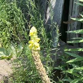 Photo of the plant species Butter and Eggs by @JuicyMaypop54 named Tupot amaroot on Greg, the plant care app