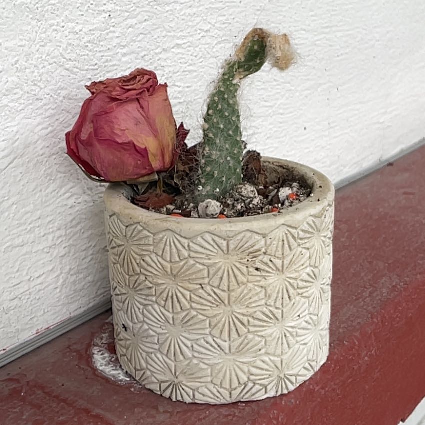 Photo of the plant species Old Man Prickly-pear by @ClassyBonsai97 named Wormis on Greg, the plant care app