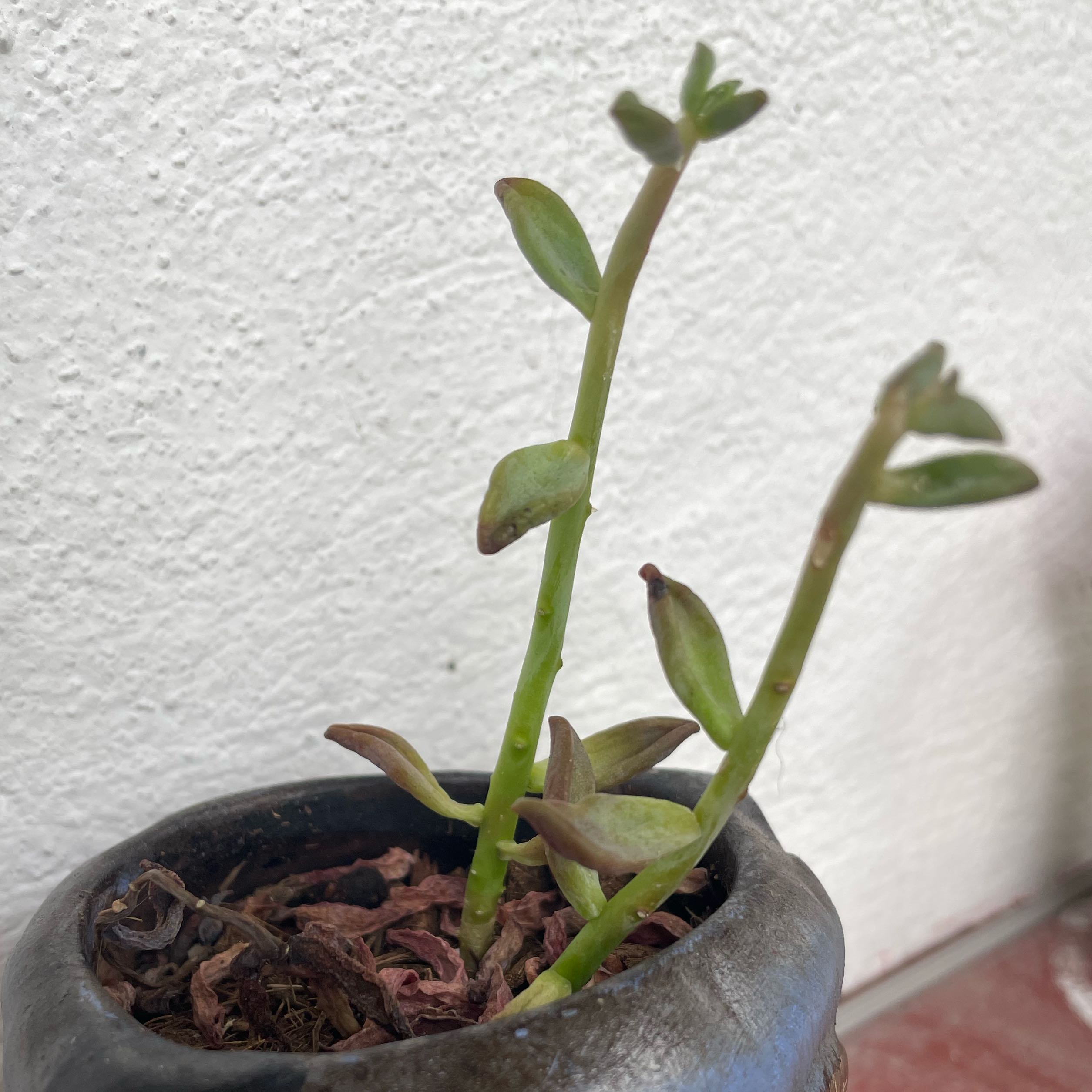 Photo of the plant species Crassula brevifolia by @ClassyBonsai97 named Búho on Greg, the plant care app