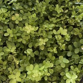 Photo of the plant species Common Water-Starwort by @FacileTitoki34 named Kylie on Greg, the plant care app