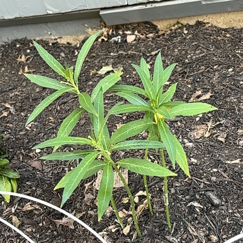 Photo of the plant species Silky Gold by @MightilyRosea13 named Cleopatra on Greg, the plant care app