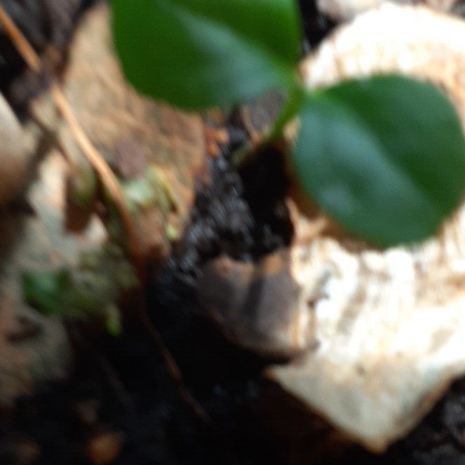 Photo of the plant species Partridge Berry by @AdeptNeem named Taylor Swift on Greg, the plant care app
