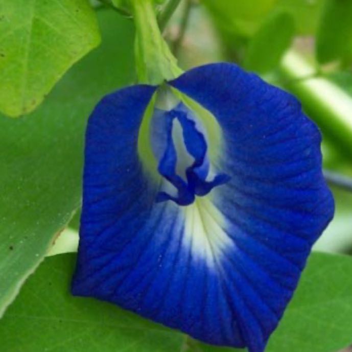 Photo of the plant species Butterfly Pea Vine by @BuffKamahi20 named Shakira on Greg, the plant care app