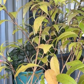 Photo of the plant species Lilly-Pilly by @ForcefulMiro96 named Baesil on Greg, the plant care app