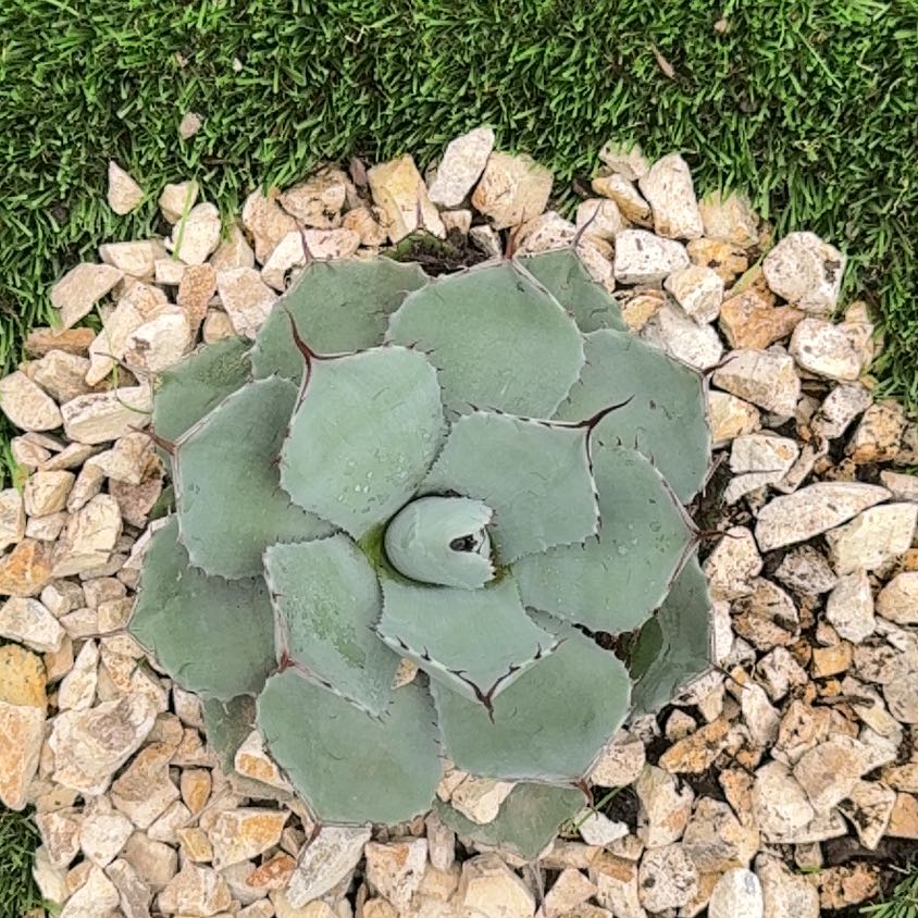 Photo of the plant species Artichoke Agave by @VipChinotto90 named Conchita on Greg, the plant care app