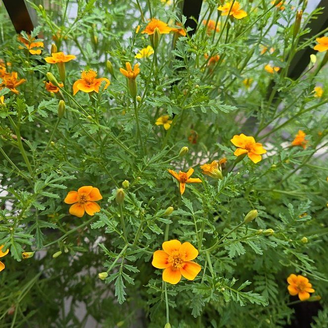 Photo of the plant species Dwarf Marigold by @SmileyCostmary1 named Einstein on Greg, the plant care app