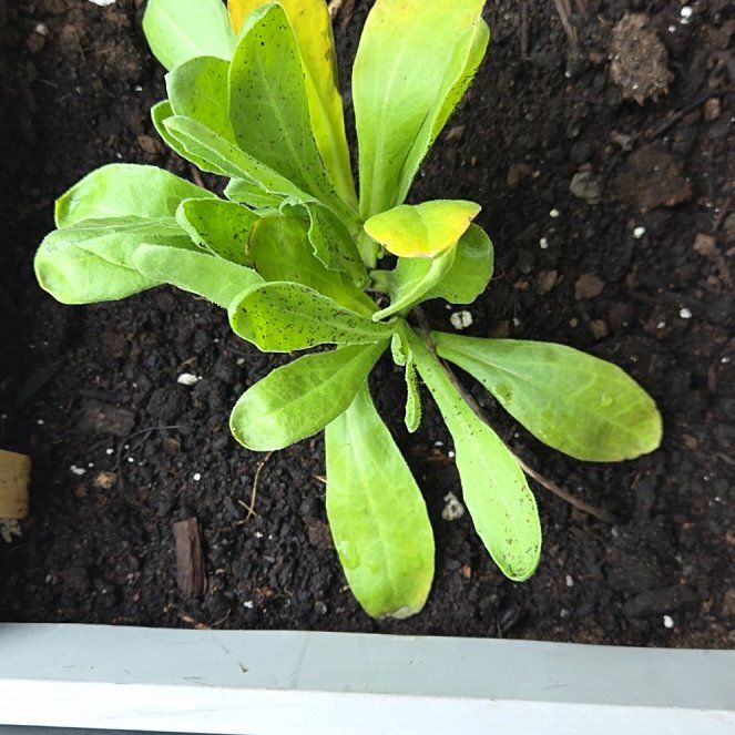 Photo of the plant species Marigold by @SmileyCostmary1 named Curie on Greg, the plant care app