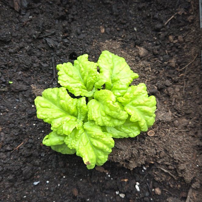 Photo of the plant species Genovese Basil by @SmileyCostmary1 named Captain Plant-it on Greg, the plant care app